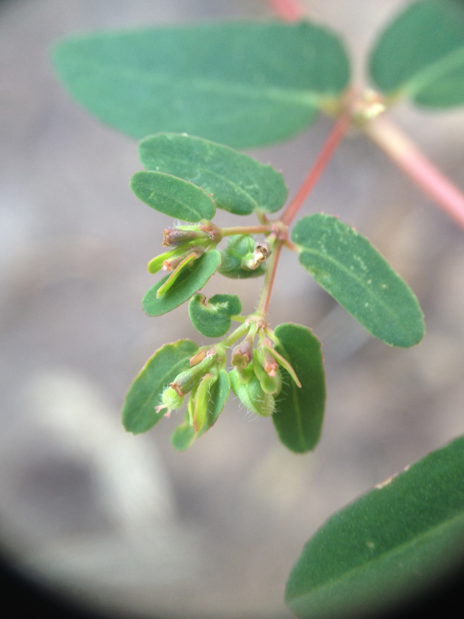 Euphorbia eichleri