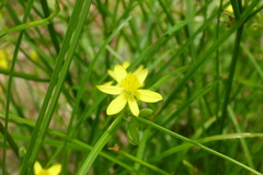 Tricoryne anceps