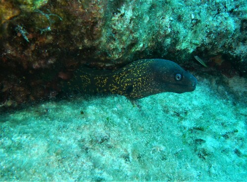 Mediterranean Moray