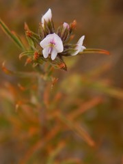 Psoralea uncinata