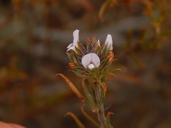 Psoralea uncinata
