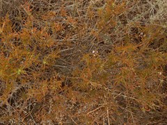 Psoralea uncinata
