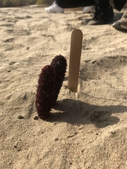 Cynomorium coccineum