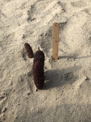 Cynomorium coccineum