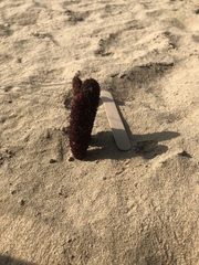 Cynomorium coccineum