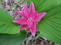 Curcuma australasica