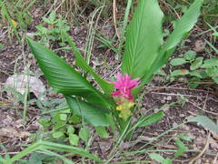 Curcuma australasica