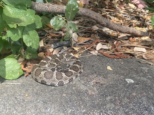 iNaturalist observation photo of Northern Pacific Rattlesnake