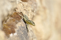 Stenocercus crassicaudatus