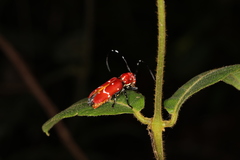 Callimation venustum