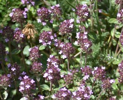 Serpyllum