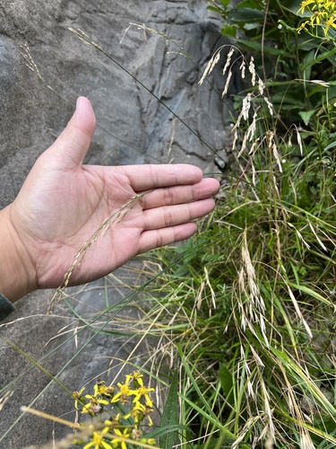 Poa glauca iNat (3)