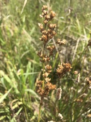 Juncus rigidus