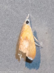 Glaphyriinae