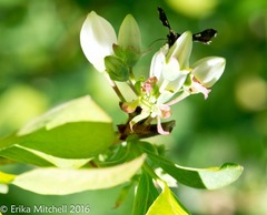 Thyrididae