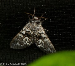 Panthea acronyctoides