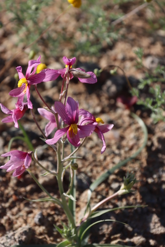 Cyanella ramosissima (Cyanella ramosissima)