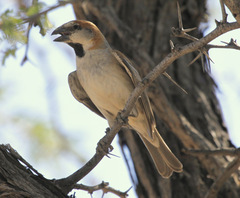 Passer motitensis