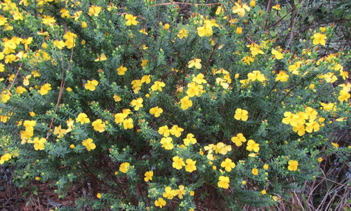 Flatwoods St. Johnswort (Hypericum microsepalum)