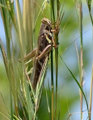 Ornithacris pictula