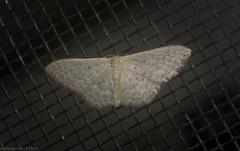 Idaea eretmopus