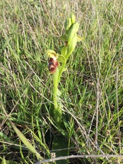 Ophrys umbilicata flavomarginata