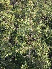Juniperus phoenicea