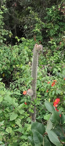 Image of Nyctocereus serpentinus by no rights reserved