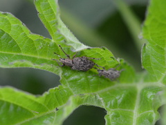 Tanymecus