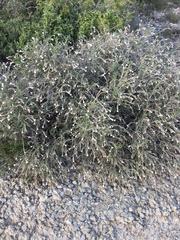 Lithodora hispidula