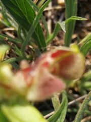 Ophrys umbilicata flavomarginata