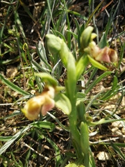 Ophrys umbilicata flavomarginata