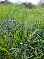 Echium angustifolium