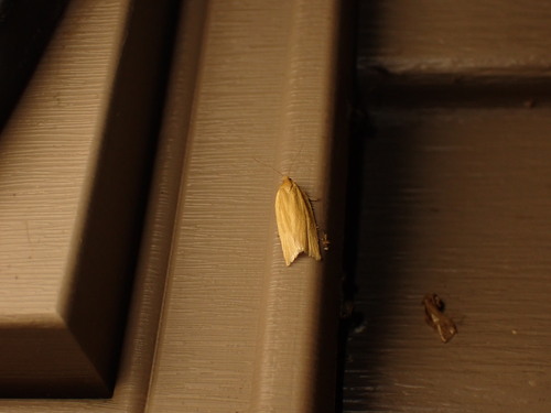 Clemens' Clepsis Moth photo 4