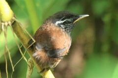 Gray-Breasted Wood-Wren photo 2