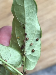 Lysiphlebus testaceipes