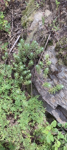 Sedum griseum, photograph 2