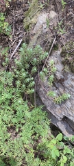 Sedum griseum, photograph author not stated, no rights reserved