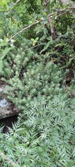 Sedum griseum, photograph author not stated, no rights reserved