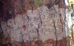 Phaeographis dendritica