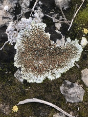 Squamarina cartilaginea