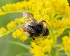 Bombus terricola image