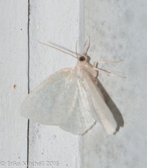 Lomographa vestaliata