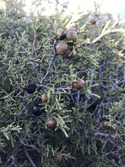 Juniperus phoenicea