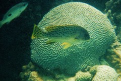 Plectorhinchus gaterinus