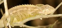 Furcifer verrucosus