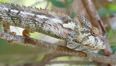 Furcifer verrucosus