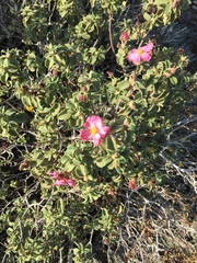 Cistus parviflorus