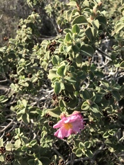 Cistus parviflorus