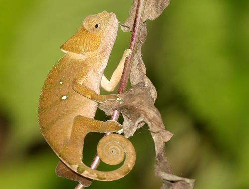 O'Shaughnessy's Chameleon